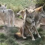 Séjour chez l'habitant Chez Romu Rieutort-de-Randon