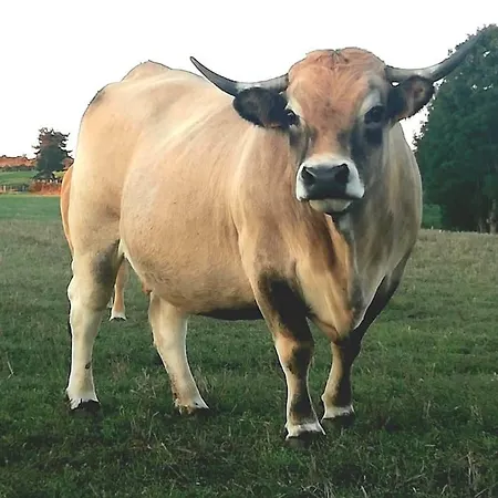 Homestay Chez Romu Rieutort