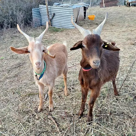 Séjour chez l'habitant Chez Romu Rieutort-de-Randon