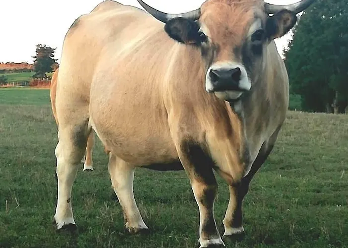 Kwatera prywatna Chez Romu Rieutort