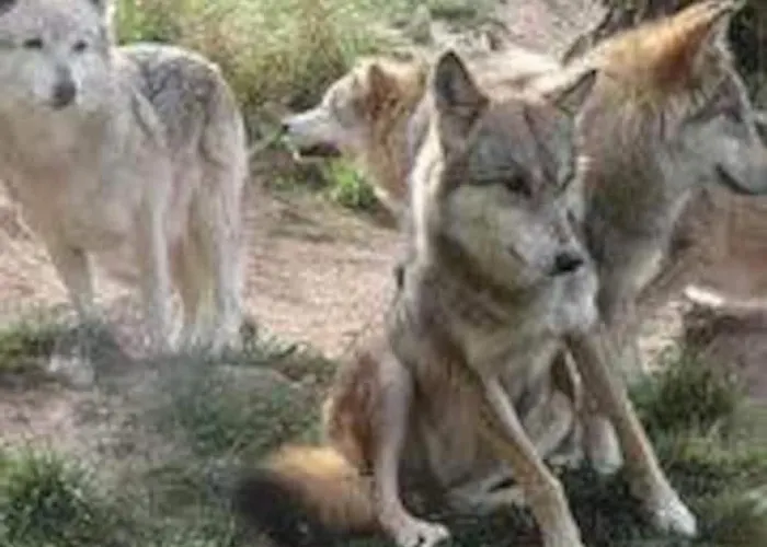 Kwatera prywatna Chez Romu Rieutort