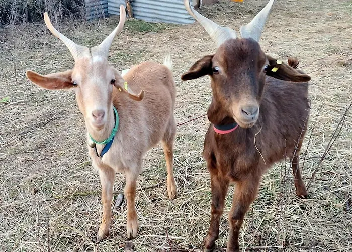 Kwatera prywatna Chez Romu Rieutort